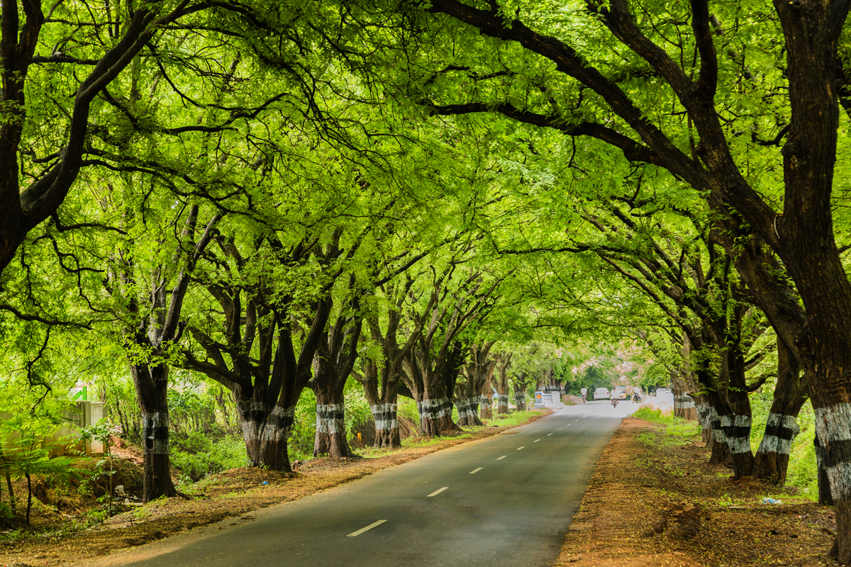 Canopy